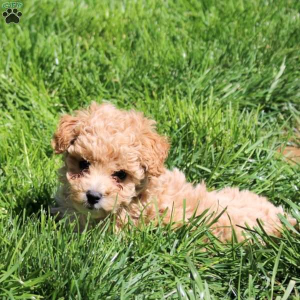Pearl, Bich-Poo Puppy