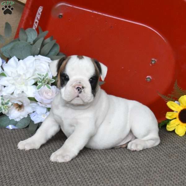 Pebbles, English Bulldog Puppy