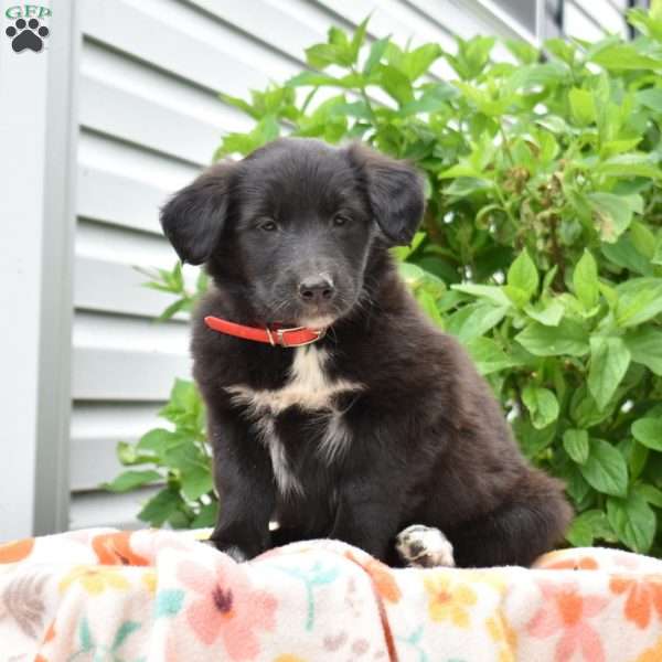 Pebbles, Golden Retriever Mix Puppy