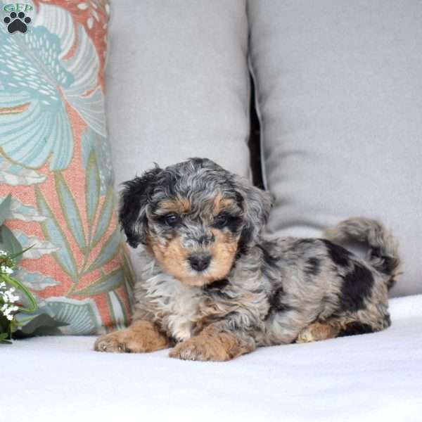 Pebbles, Bich-Poo Puppy