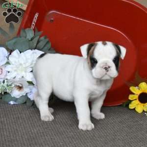 Pebbles, English Bulldog Puppy
