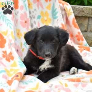 Pebbles, Golden Retriever Mix Puppy
