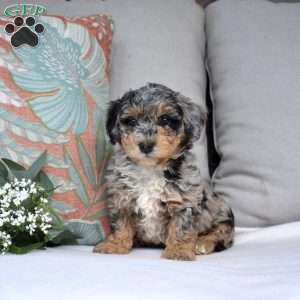 Pebbles, Bich-Poo Puppy