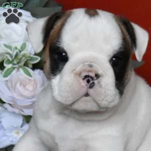 Pebbles, English Bulldog Puppy