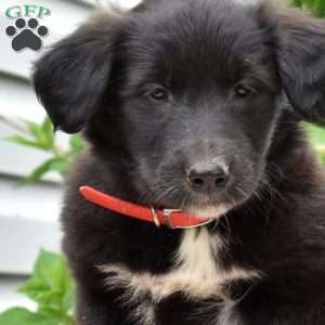 Pebbles, Golden Retriever Mix Puppy
