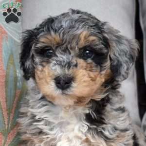 Pebbles, Bich-Poo Puppy