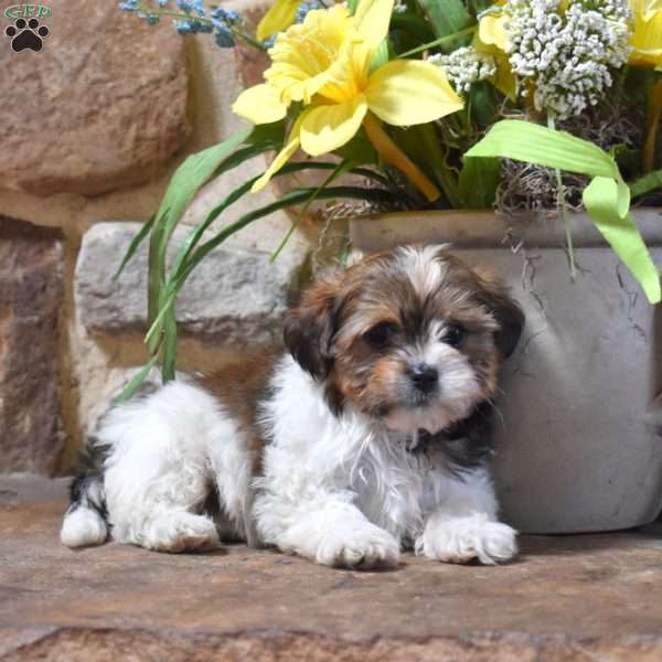 Pecan, Shih Tzu Mix Puppy