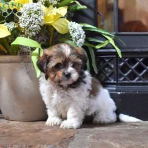 Pecan, Shih Tzu Mix Puppy
