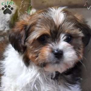Pecan, Shih Tzu Mix Puppy