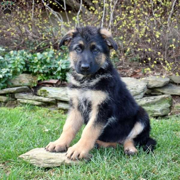 Pennie, German Shepherd Puppy