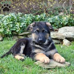 Pennie, German Shepherd Puppy