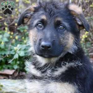 Pennie, German Shepherd Puppy