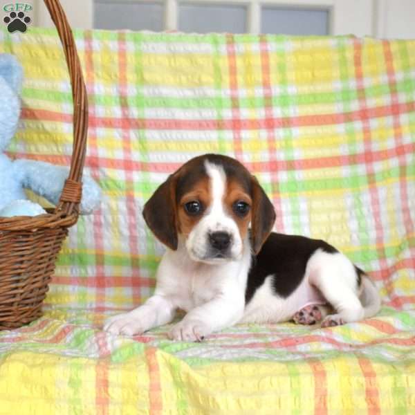 Penny, Beagle Puppy