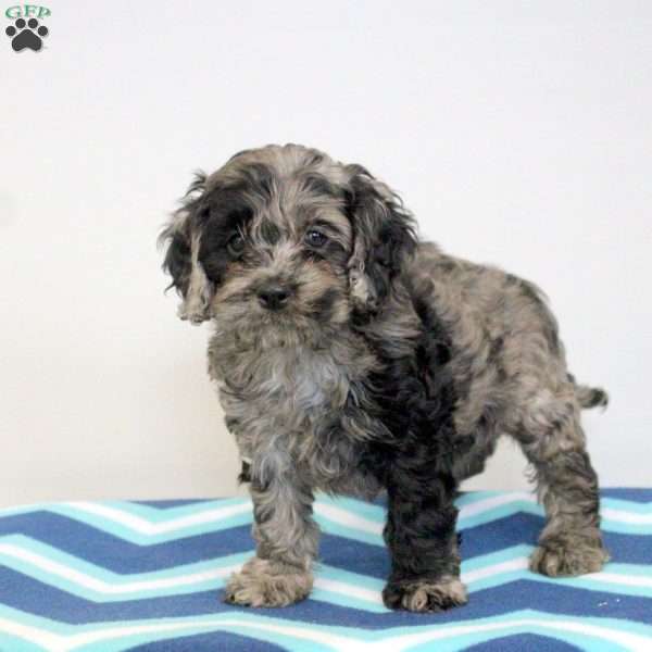 Penny, Cockapoo Puppy