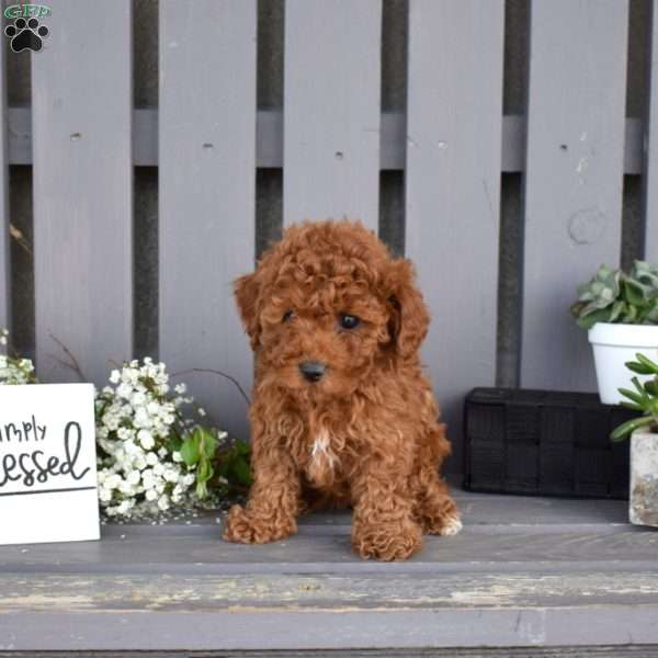 Penny, Miniature Poodle Puppy