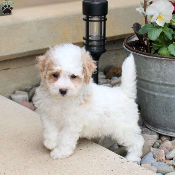 Penny, Bich-Poo Puppy