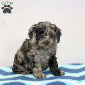 Penny, Cockapoo Puppy