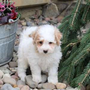 Penny, Bich-Poo Puppy