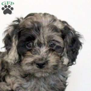 Penny, Cockapoo Puppy