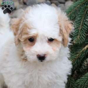 Penny, Bich-Poo Puppy