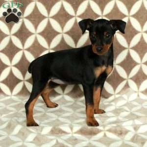 Pepper, Miniature Pinscher Puppy