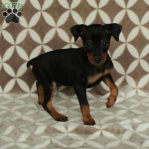 Pepper, Miniature Pinscher Puppy