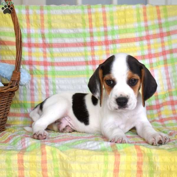Pepper, Beagle Puppy