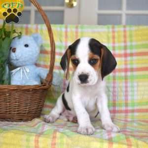 Pepper, Beagle Puppy