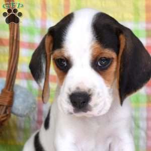 Pepper, Beagle Puppy