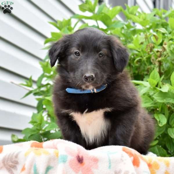 Peppermint, Golden Retriever Mix Puppy