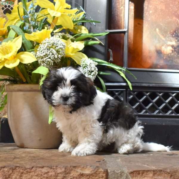 Peppermint, Shih Tzu Mix Puppy