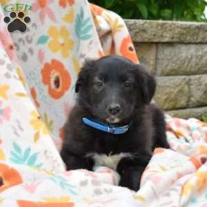 Peppermint, Golden Retriever Mix Puppy