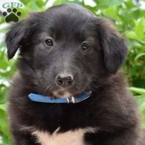 Peppermint, Golden Retriever Mix Puppy