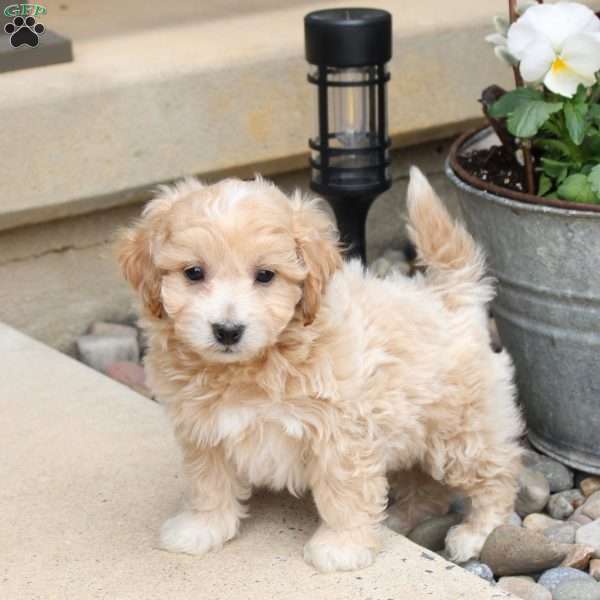 Percy, Bich-Poo Puppy