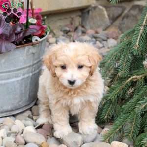 Percy, Bich-Poo Puppy