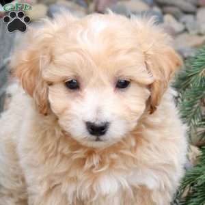 Percy, Bich-Poo Puppy