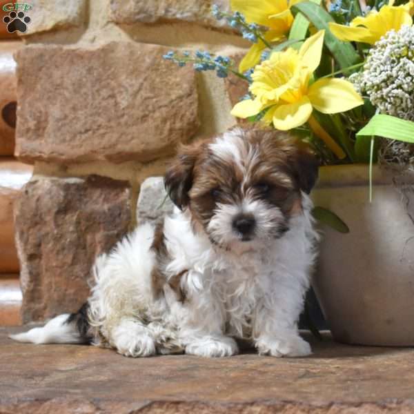 Pesto, Shih Tzu Mix Puppy