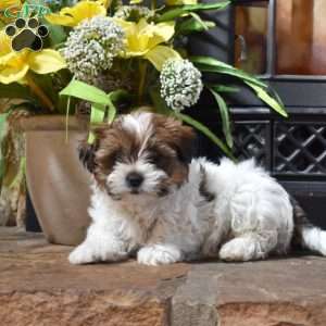 Pesto, Shih Tzu Mix Puppy
