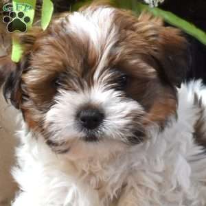 Pesto, Shih Tzu Mix Puppy