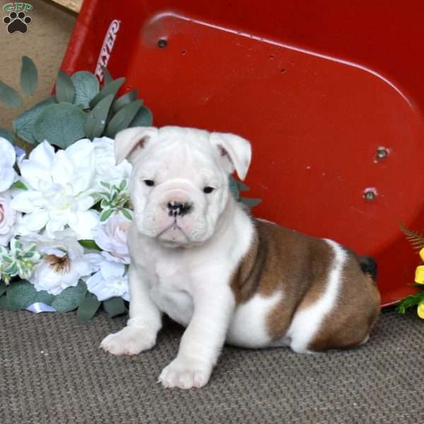 Petals, English Bulldog Puppy