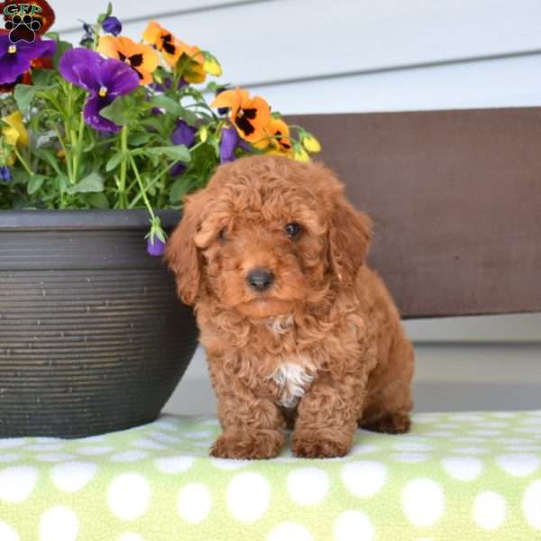 Petals, Miniature Poodle Puppy