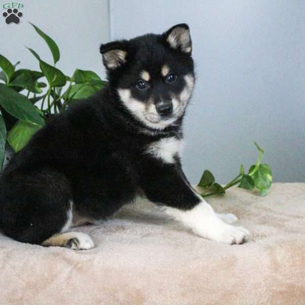 Peter, Shiba Inu Mix Puppy