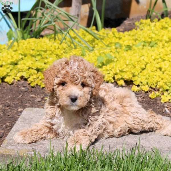 Peter, Bich-Poo Puppy