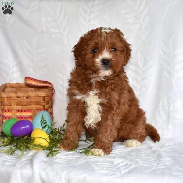 Peter, Cavapoo Puppy