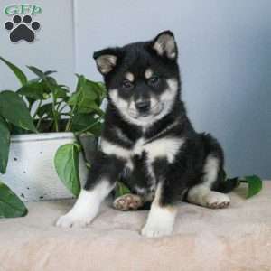 Peter, Shiba Inu Mix Puppy