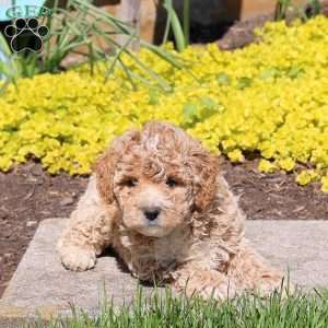 Peter, Bich-Poo Puppy
