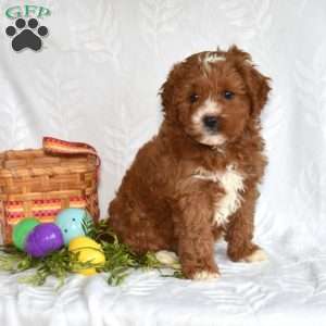Peter, Cavapoo Puppy