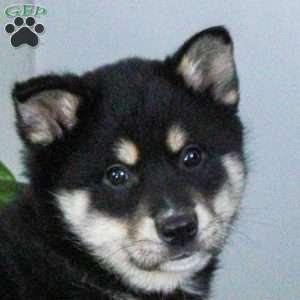 Peter, Shiba Inu Mix Puppy