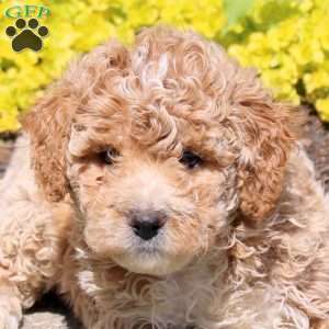 Peter, Bich-Poo Puppy