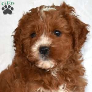 Peter, Cavapoo Puppy